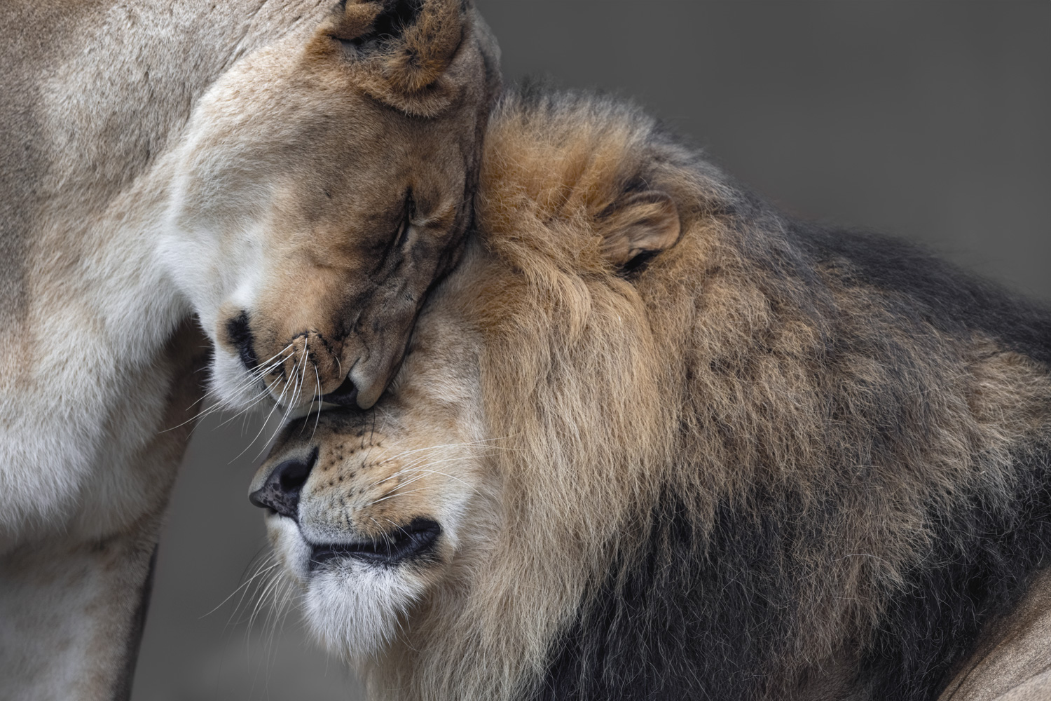 Two lions share a loving embrace at Taronga Zoo in Sydney.
