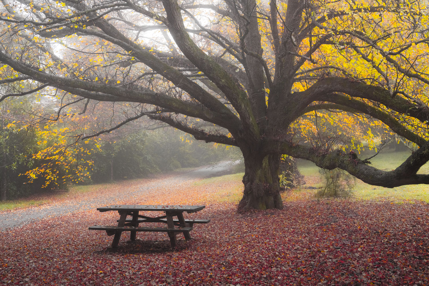 Misty autumn morning in the Blue Mountains, NSW, Australia.