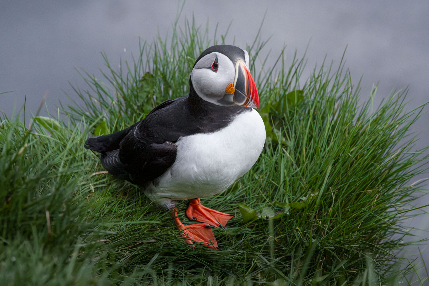 Atlantic puffin, Dyrhólaey, Iceland