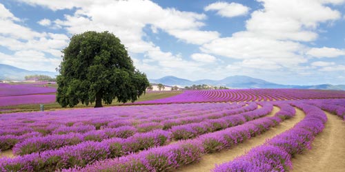 Lavender Farm