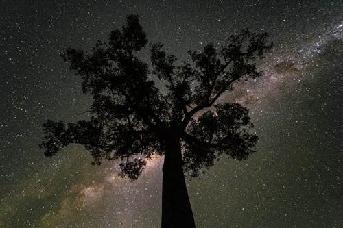 Galaxy Tree