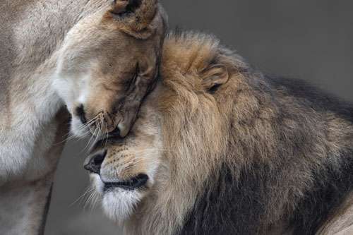 Lionhearted
