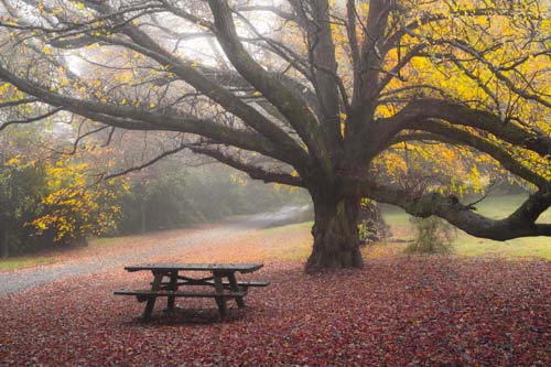 Autumn Bliss