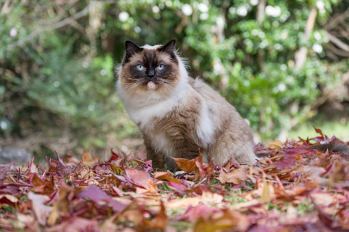 Leo 1