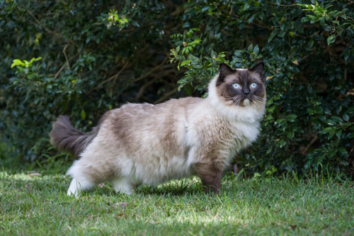 Leo 2