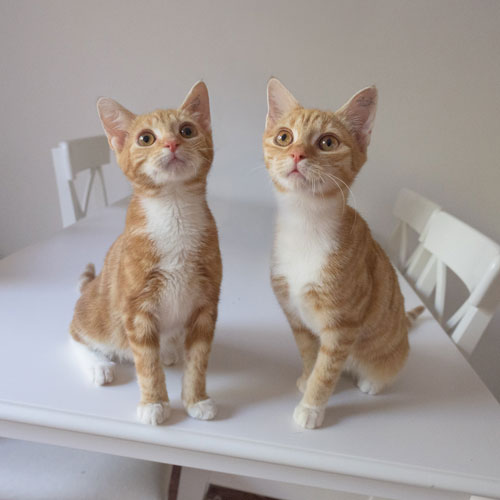 Logan and Loki 1